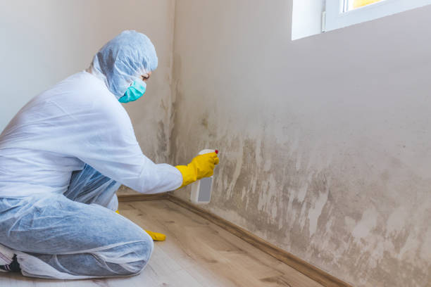 Licensed Attic Mold Removal service in Brookeville, MD - WQB Mold Removal