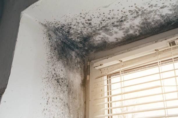 Affordable Attic Mold Removal solutions in Brookeville, MD